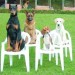 آموزش انواع نژادهای سگ های گارد و نگهبان اصیل