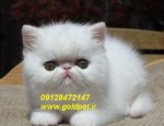 خریدوفروش گربه پرشین