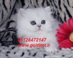 خریدوفروش گربه پرشین