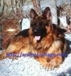 خرید فروش ژرمن شپهرد موبلند -فروش سگ ژرمن شپهرد-German Shepherd