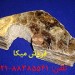 فروش میکا زمین کاو (Mica)