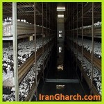 فروش کمپوست قارچ در تمام نقاط کشور