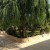 باغ ویلا 500 متری در کردزار شهریار کد 570 - تصویر2