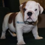 0dog2-500x500-product_popup