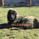 guard-dog (107)-500x500-product_popup