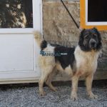 guard-dog (10)-500x500-product_popup