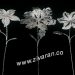 گل نقره اصفهان قیمت مناسب و کیفیت بی نظیر زیوران