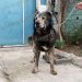 فروش سگهای قفقازی در کلاسهای مختلف
