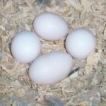 فروش انواع تخم نطفه دار طیور و پرندگان