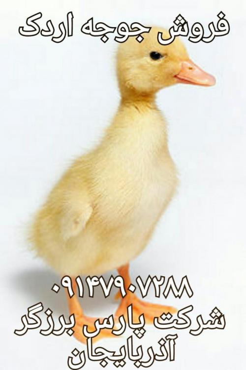-651260_qZO7hZ_r_m
