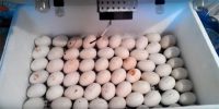 فروش تخم نطفه دار بوقلمون