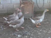 images (4)
