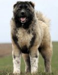 Caucasian-Shepherd-Dog-5 (1)