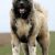 سگ قفقازی اصیل به ضمانت - تصویر1