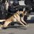 مالینویز سگ پلیس باهوش - تصویر3