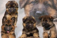 german-shepherd-puppy-collage-sandy-keeton