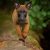 مالینویز سگ پلیس باهوش - تصویر1