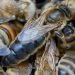 ملکه اصلاح شده زنبور عسل نژاد کارنیکا