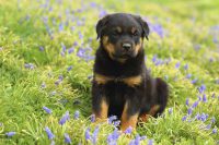 Rottweiler-MP