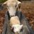 دوره آموزشی پرواربندی گوسفند و بز - تصویر1