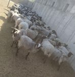 فروش گوسفند چند قلو زای رومانف