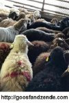 خرید گوسفند زنده برای روز اربعین