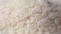 خرید مستقیم برنج ایرانی از کشاورز