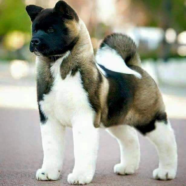 Akita-Dogshub-Jaipur