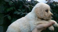 رتریور طلایی(گلدن رتریور Golden Retriever)