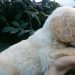 رتریور طلایی(گلدن رتریور Golden Retriever)