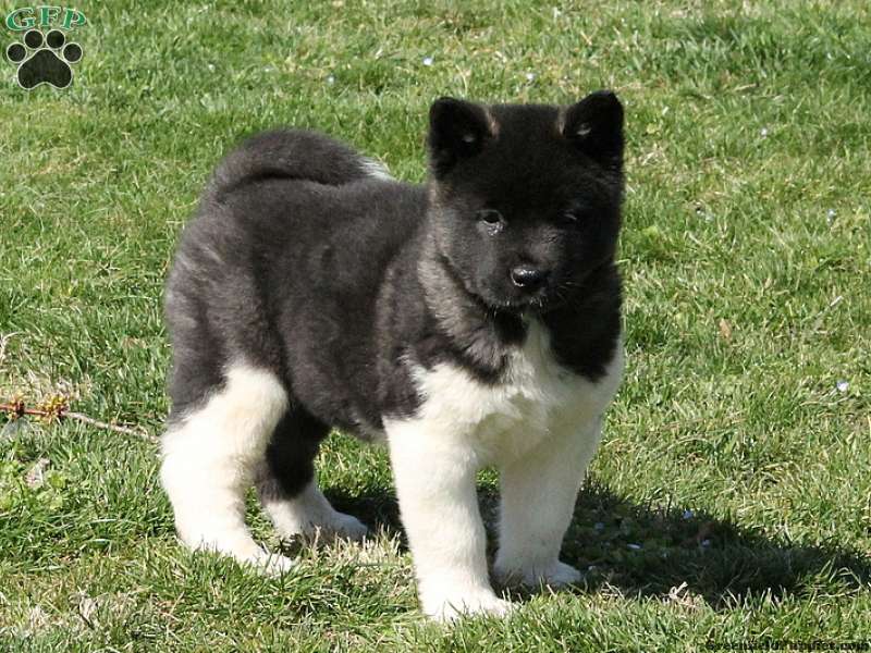 Akita-1