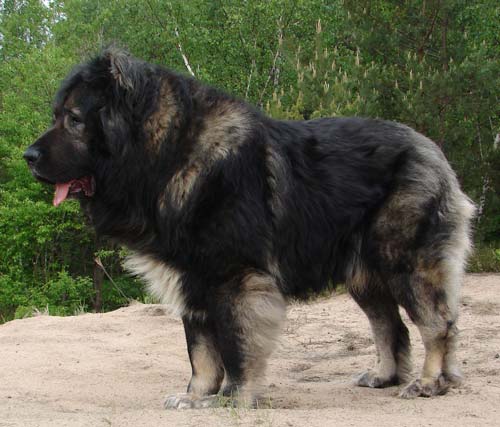 kavkazovch