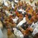 فروش مستقیم و بدون واسطه جوجه یک روزه و نیمچه مرغ بومی محلی تخمگذار