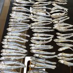 تهیه و فروش ماهی ساردین و متوتا منجمد تازه و آفتاب خشک