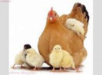 فروش نیمچه مرغ بومی اصلاح نژاد شده