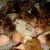 فروش مرغ و جوجه مرغ (از تولید به مصرف) - تصویر2