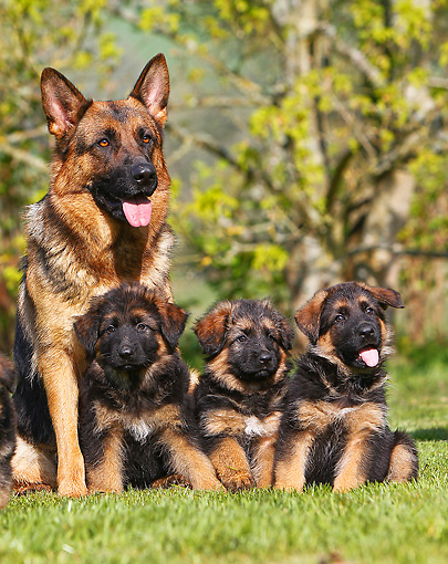 PUP-04-GL0001-01P