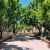 1000متر باغ ویلا مدرن و نوساز در ملارد - تصویر2