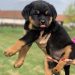 فروش توله روتوایلر سگ ارتش امریکا