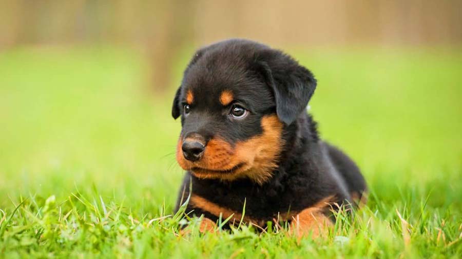 Rottweiler-3