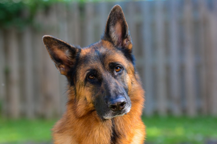 haemorrhagic-or-bleeding-diathesis-dna-health-testing-for-the-german-shepherd-5be569535efe8