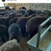 فروش گوسفند زنده افشار به تمام نقاط ایران