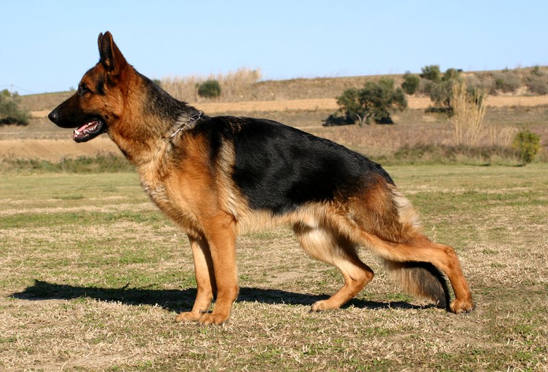 german-shepherd-800