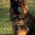 علاقه مندان به داشتن سگ ژرمن شپرد(توله یا بالغ) - تصویر2