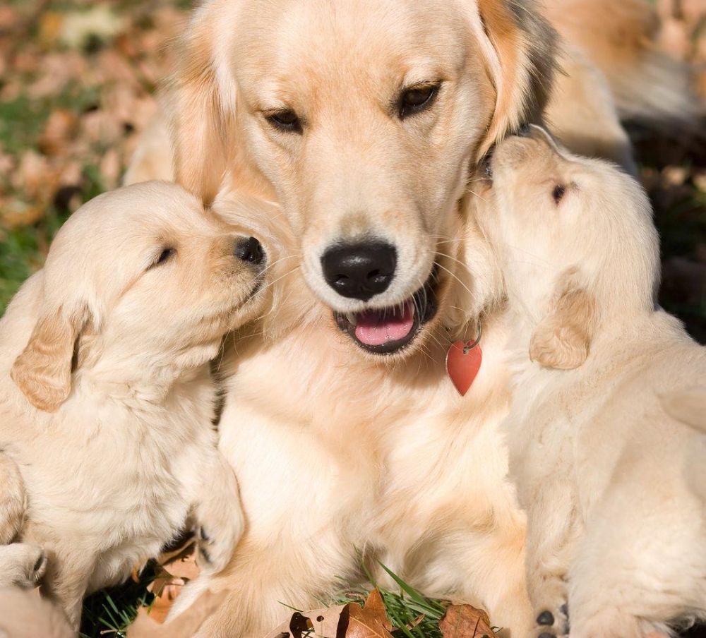 breed-goldretriever-image-two