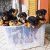 رتوایلر اصیل ایالت رتوایلر آلمان ، فروش سگ رتوایلر - تصویر1