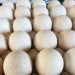 فروش تخم نطفه دار بوقلمون/انواع نژادها