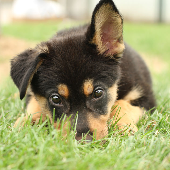 German-Shepherd-Puppy-In-Grass-Picture