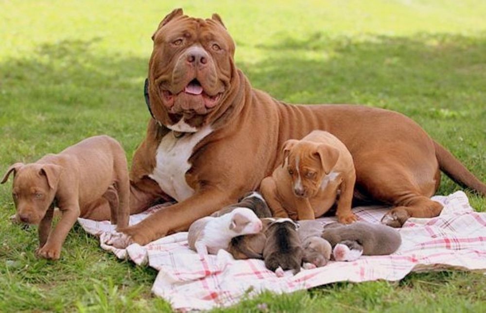 How-Many-Puppies-can-a-Pitbull-Dog-Have