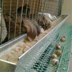 فروش انواع قفس منبری مرغ تخم گذار صنعتی – طیور